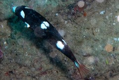Bodianus axillaris