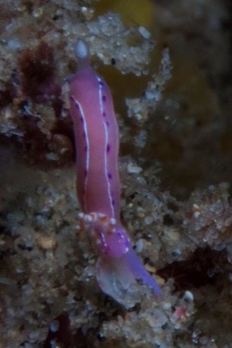 Thorunna australis