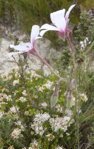 Image of Pelargonium elegans by (c) Nicola van Berkel, some rights reserved (CC BY-SA)