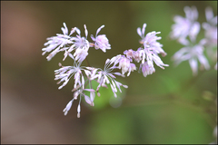 Thalictrum uchiyamae