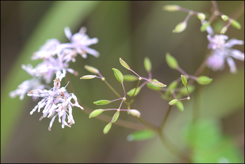 Uchiyama's Meadow-rue (Thalictrum uchiyamae)