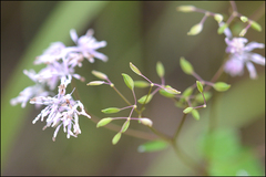 Thalictrum uchiyamae