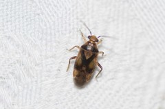 Tropidosteptes