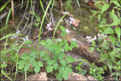 Thalictrum uchiyamae