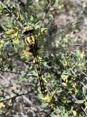 Ophiogomphus morrisoni