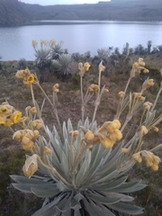 Espeletia grandiflora