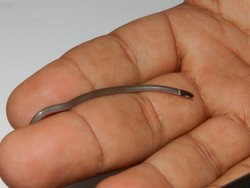 Tantilla yaquia
