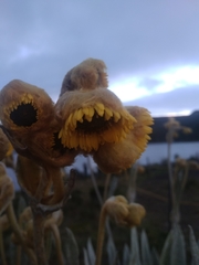 Espeletia grandiflora