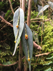 Lepanthes mucronata