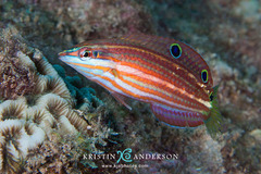 Halichoeres biocellatus