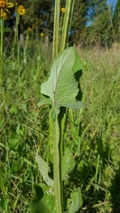 Verbesina tetraptera