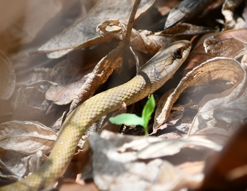 Mastigodryas melanolomus