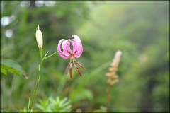 Lilium cernuum