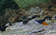 Ecsenius bicolor