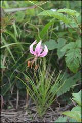 Lilium cernuum