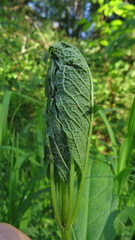 Herpetogramma aeglealis