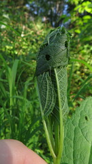 Herpetogramma aeglealis