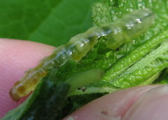 Herpetogramma aeglealis