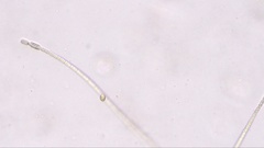 Nostocales