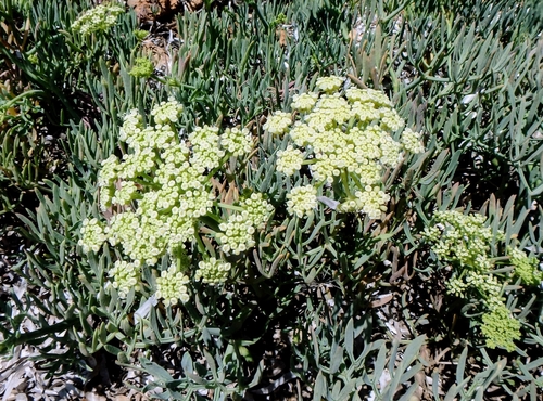 Rock samphire (Crithmum maritimum)