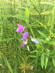 Lathyrus palustris