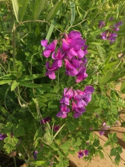 Lathyrus palustris