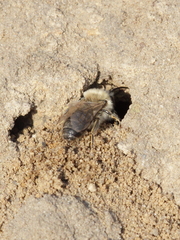 Colletes cunicularius