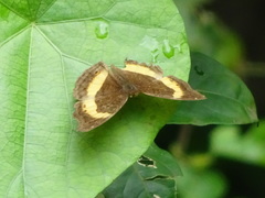Junonia elgiva