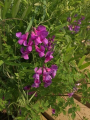 Lathyrus palustris
