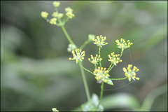 Bupleurum longiradiatum