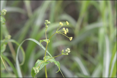 Bupleurum longiradiatum
