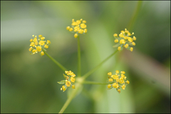 Bupleurum longiradiatum