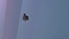Petroscirtes breviceps