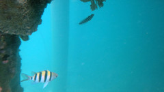 Petroscirtes breviceps