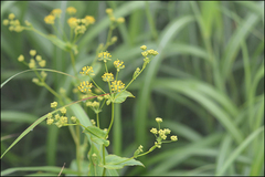 Bupleurum longiradiatum
