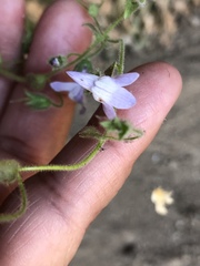 Sairocarpus nuttallianus