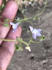 Sairocarpus nuttallianus