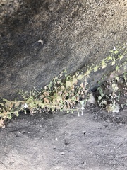 Sairocarpus nuttallianus