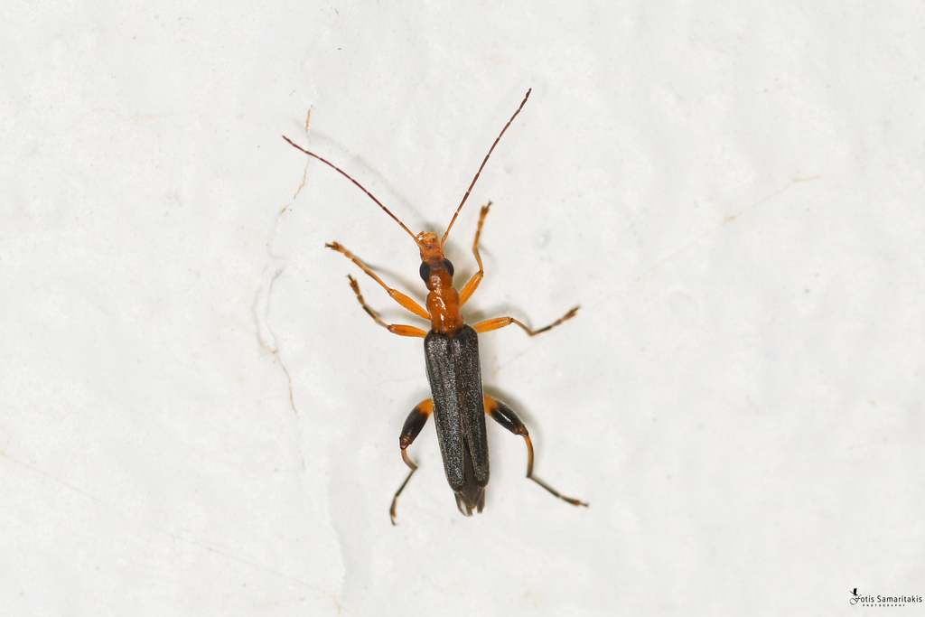 Oedemera murinipennis