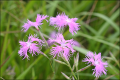 Dianthus longicalyx