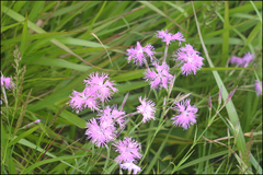 Dianthus longicalyx