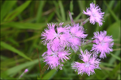 Dianthus longicalyx