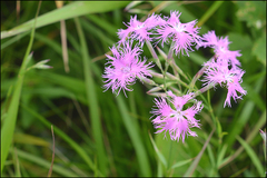 Dianthus longicalyx