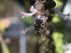 Pseudoanthidium repetitum