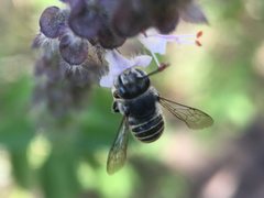Pseudoanthidium repetitum