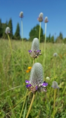Dalea sericea