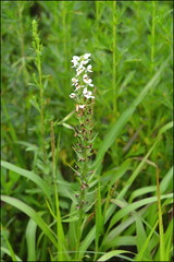 Platanthera hologlottis