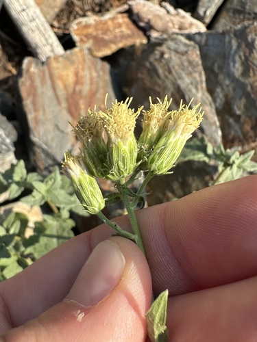 Image of Brickellia grandiflora by no rights reserved