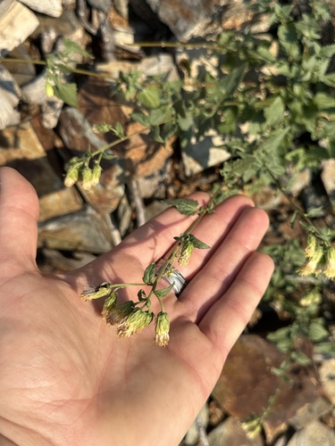 Image of Brickellia grandiflora by no rights reserved