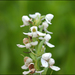 Lobeless Platanthera - Photo (c) Lee, seong-won, some rights reserved (CC BY-NC), uploaded by Lee, seong-won